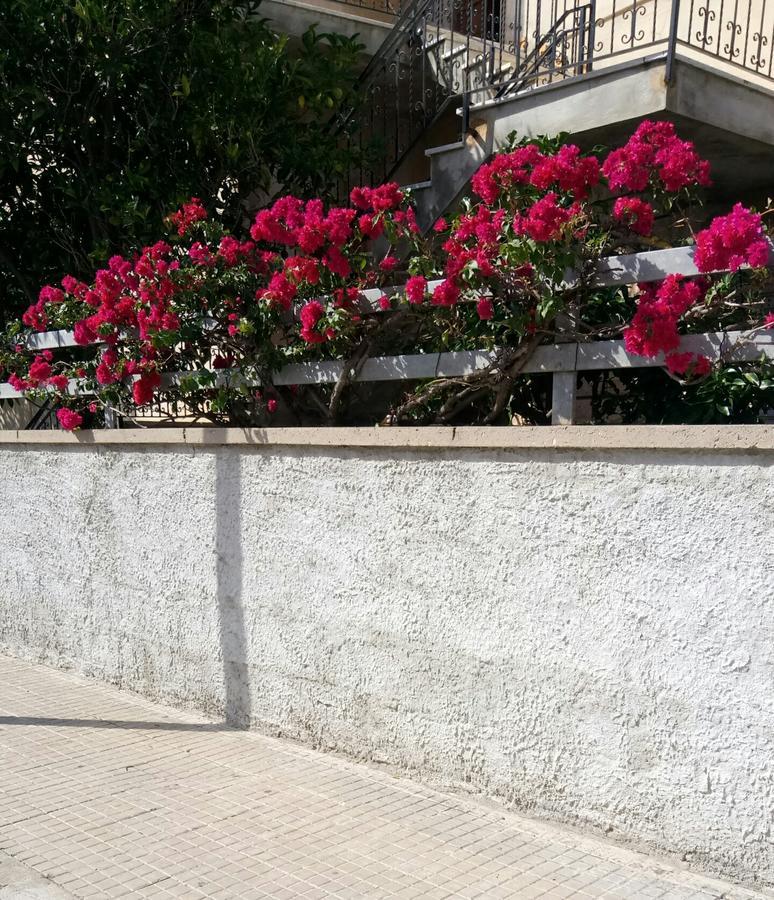 Rosy * Alghero